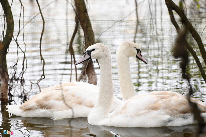 th&iacute; điểm thả thi&ecirc;n nga hồ T&acirc;y